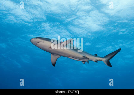 Graue Riffhaie, Carcharhinus Amblyrhynchos, Great Barrier Reef, Australien Stockfoto