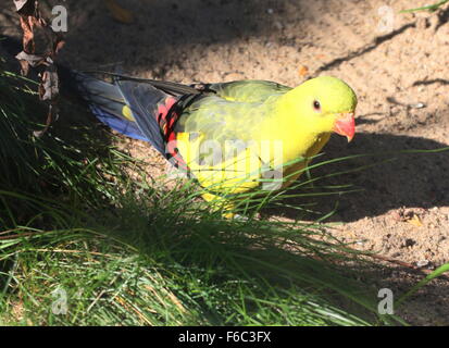 Süd-West Australian Bergsittich, alias Rock Pebbler Sittich (Polytelis Anthopeplus) zu Fuß auf den Boden Stockfoto