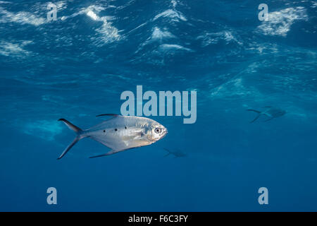 Black spotted Pompano, Trachinotus Bailloni, Great Barrier Reef, Australien Stockfoto