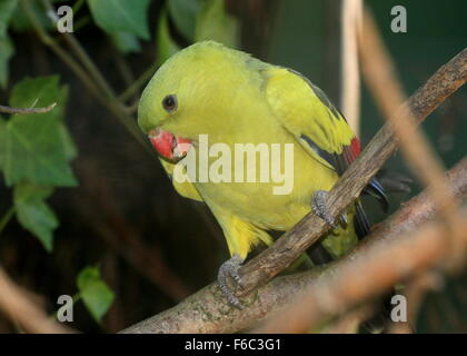 Süd-West Australian Bergsittich, alias Rock Pebbler Sittich (Polytelis Anthopeplus) Stockfoto