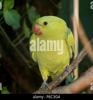 Süd-West Australian Bergsittich, alias Rock Pebbler Sittich (Polytelis Anthopeplus) Stockfoto