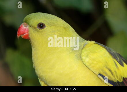 Süd-West Australian Bergsittich, alias Rock Pebbler Sittich (Polytelis Anthopeplus) Stockfoto