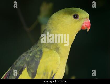 Süd-West Australian Bergsittich, alias Rock Pebbler Sittich (Polytelis Anthopeplus) Stockfoto