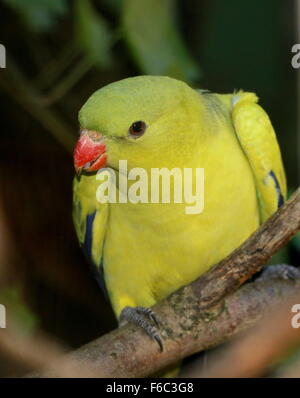 Süd-West Australian Bergsittich, alias Rock Pebbler Sittich (Polytelis Anthopeplus) Stockfoto