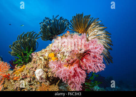 Farbige Coral Reef, Osprey Reef, Coral Sea, Australien Stockfoto