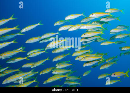 Fischschwarm von Yellowfin Goatfish, Mulloidichthys guentheri, Osprey Reef, Coral Sea, Australien Stockfoto