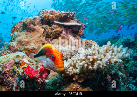 Blackside Hawkfish im Korallenriff, Paracirrhites Forsteri, Osprey Reef, Coral Sea, Australien Stockfoto