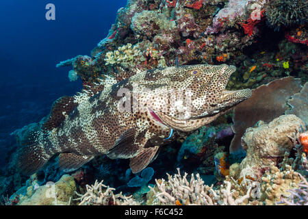 Malabar Zackenbarsch auf Cleaning Station, Epinephelus Malabaricus, Osprey Reef, Coral Sea, Australien Stockfoto