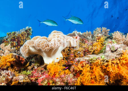 Farbige Coral Reef, Osprey Reef, Coral Sea, Australien Stockfoto