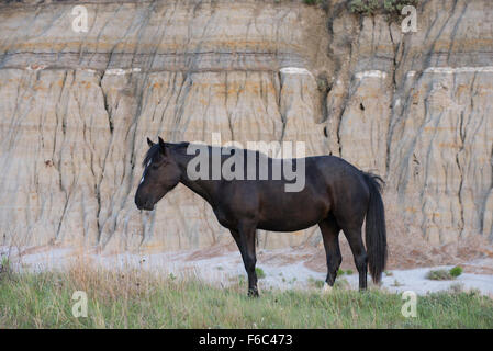 Wildpferd (Equs Ferus), Mustang, Feral, Theodore-Roosevelt-Nationalpark, N. Dakota, USA Stockfoto