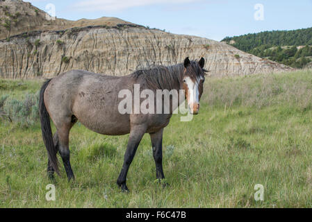 Wildpferd (Equs Ferus), Mustang, Feral, Theodore-Roosevelt-Nationalpark, N.Dakota, westliche USA Stockfoto