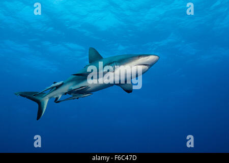 Graue Riffhaie, Carcharhinus Amblyrhynchos, Osprey Reef, Coral Sea, Australien Stockfoto
