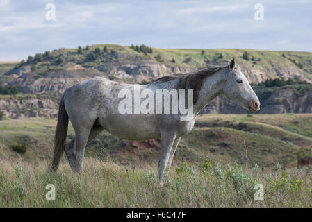 Wildpferd (Equs Ferus), Mustang, Feral, Theodore-Roosevelt-Nationalpark, N.Dakota, westliche USA Stockfoto