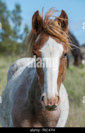 Wildpferd (Equs Ferus), Mustang, Feral, Theodore-Roosevelt-Nationalpark, N. Dakota, USA Stockfoto