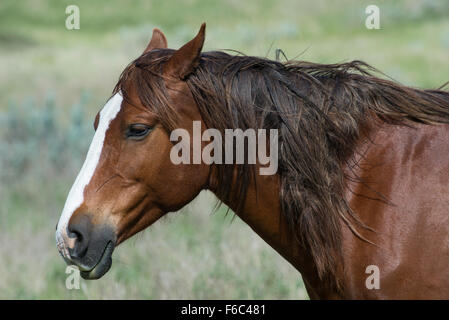 Wildpferd (Equs Ferus), Mustang, Feral, Theodore-Roosevelt-Nationalpark, N. Dakota, USA Stockfoto