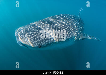 Whale Shark, Rhincodon Typus, Great Barrier Reef, Australien Stockfoto