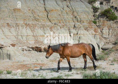 Wildpferd (Equs Ferus), Mustang, Feral, Theodore-Roosevelt-Nationalpark, N. Dakota, USA Stockfoto