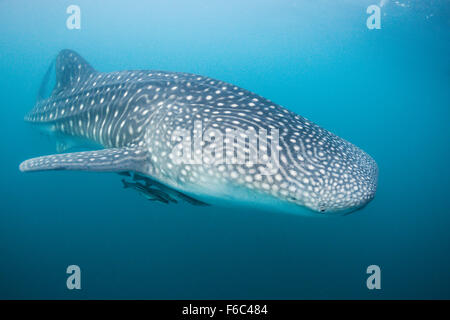 Whale Shark, Rhincodon Typus, Great Barrier Reef, Australien Stockfoto