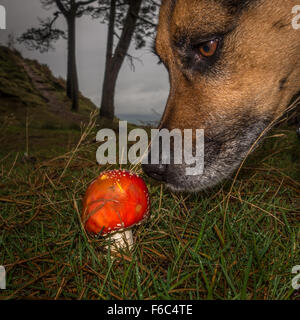 Hund untersucht ein Fliegenpilz, Fliegenpilz, Ilkley Moor, Yorkshire, England Stockfoto