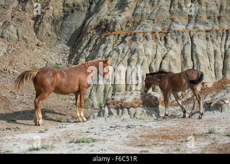 Wild Horse, (Equs Ferus), Mustang und Colt, Feral, Theodore-Roosevelt-Nationalpark, N. Dakota, USA Stockfoto