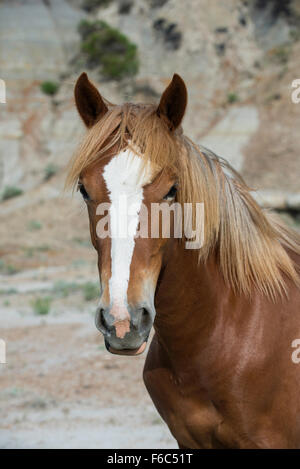 Wildes Pferd, (Equs ferus), Mustang, Wilde, Leiter, Theodore Roosevelt National Park, New Jersey, USA Stockfoto