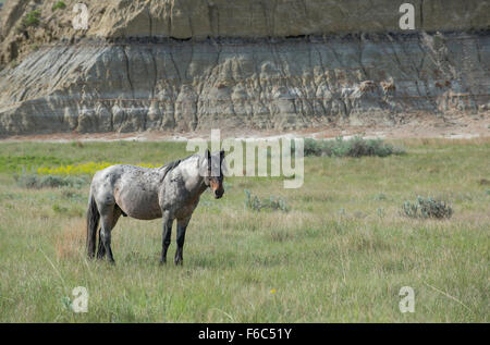 Wildpferd (Equs Ferus), Mustang, Feral, Theodore-Roosevelt-Nationalpark, N.Dakota, westliche USA Stockfoto