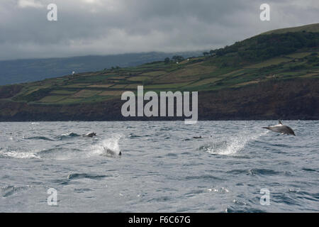 Atlantic Spotted Dolphins (Stenella Frontalis) Porpoising mit Geschwindigkeit, Pico im Hintergrund, Azoren, Atlantik Stockfoto