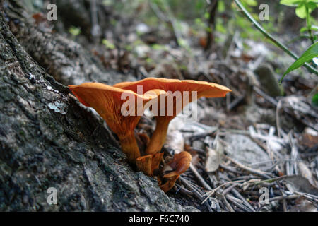 Wilde giftige Pilze, Omphalotus Olearius, Laterne Pilz im Wald. Spanien. Stockfoto