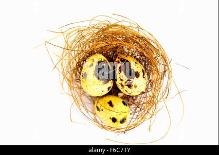 Drei Wachteleier in einem Nest (von oben gesehen) Stockfoto