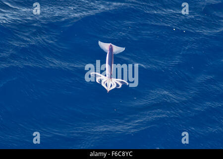 Sehr seltene Bild von einem Neon Flying Squid (Ommastrephes Bartramii) in der Luft, Süd-Atlantik, keine digitale manipulation Stockfoto