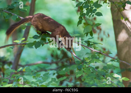Baummarder, Martes Martes, europäischen Baummarder Stockfoto