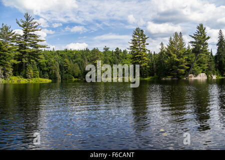 Algonquin Park Natur in Kanada Stockfoto