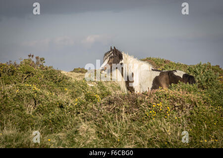 Wildes Pony auf Dinas Berg in Pembrokeshire. Westwales. Stockfoto