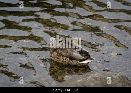 Stockente weiblich [Anas Platyrhynchos] schlafen auf Wasser. Stockfoto