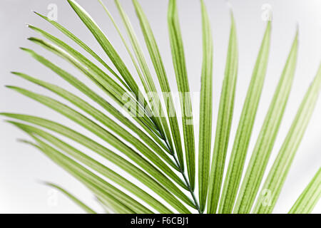 Closeup auf grünen tropischen Palmen Baum Blatt Stockfoto