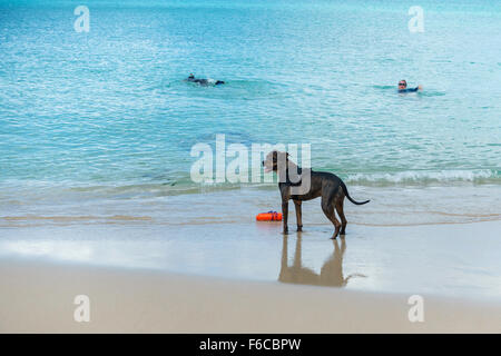 Ein Begleithund wartet auf seinen Master in St. Croix, Amerikanische Jungferninseln am Rand des Wassers. Stockfoto