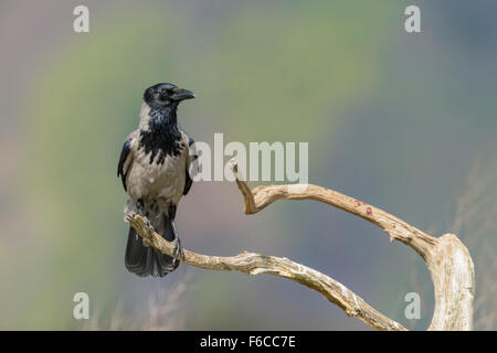 Nebelkraehe, Corvus Corone Cornix, mit Kapuze Krähe Stockfoto