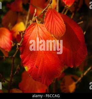 Witch Hazel Leaves Stockfoto