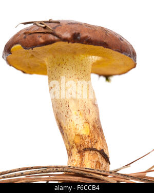 Suillus Collinitus, rutschigen Jack Pilz isoliert auf weißem Hintergrund Stockfoto