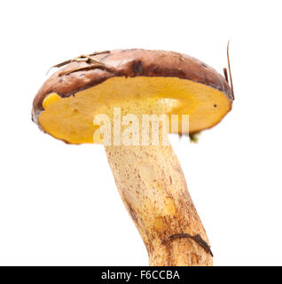 Suillus Collinitus, rutschigen Jack Pilz isoliert auf weißem Hintergrund Stockfoto