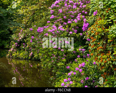 Rhododenrons und See im Garten am Newstead Abbey in der Nähe von Ravenshead Nottinghamshire England UK Stockfoto