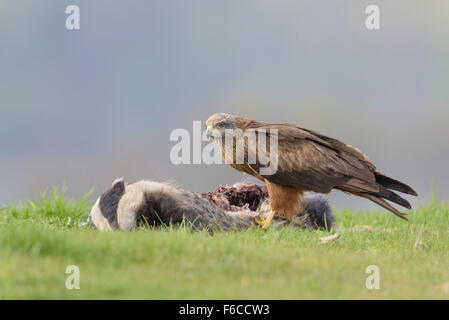 Schwarzmilan Milvus Migrans, Schwarzmilan Stockfoto