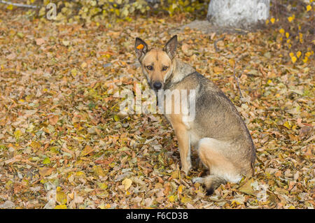 Outdoor Portrait von niedlichen streunende Hündin sitzt in einem herbstlichen park Stockfoto