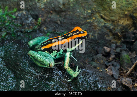 Golfo Dulcean Pfeilgiftfrosch / Golfodulcean poison Frog (Phyllobates Vittatus) auf nassen Felsen, Costa Rica Stockfoto