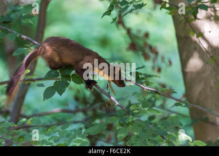 Baummarder, Martes Martes, europäischen Baummarder Stockfoto