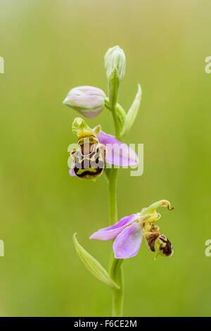 Bienenökologie Ragwurz, Ophrys Apifera, Biene Orchidee Stockfoto