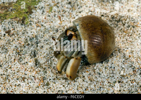 Ecuadorianische Einsiedlerkrebs / Pacific Einsiedler Krebse (Coenobita Compressus) am Strand, Costa Rica, Mittelamerika Stockfoto