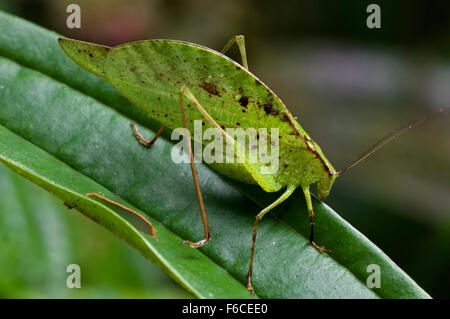 Blatt-Mimic Grashuepfer (Orophus Tesselatus) auf Blatt, Costa Rica Stockfoto