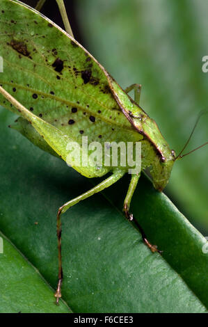 Blatt-Mimic Grashuepfer (Orophus Tesselatus) auf Blatt, Costa Rica Stockfoto