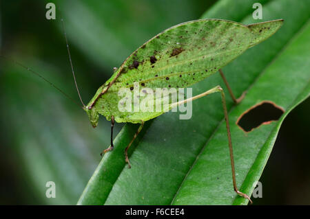 Blatt-Mimic Grashuepfer (Orophus Tesselatus) auf Blatt, Costa Rica Stockfoto